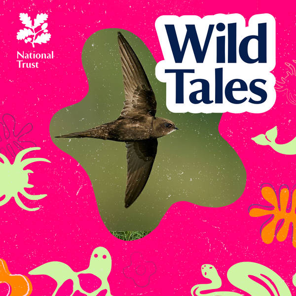 Screaming Swifts | Living Life on the Fly