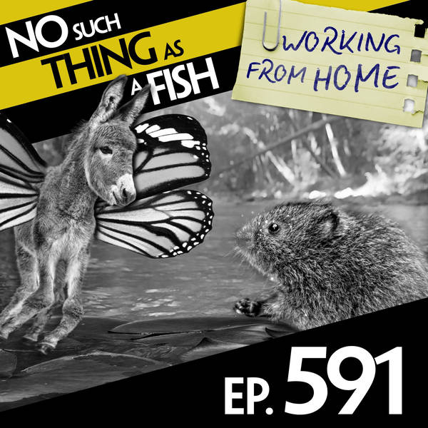 No Such Thing As Anti-Schmetterling Schnibbles