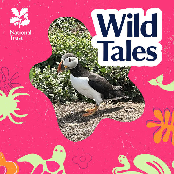 Clowns of the Sea | The Colourful Lives of Puffins