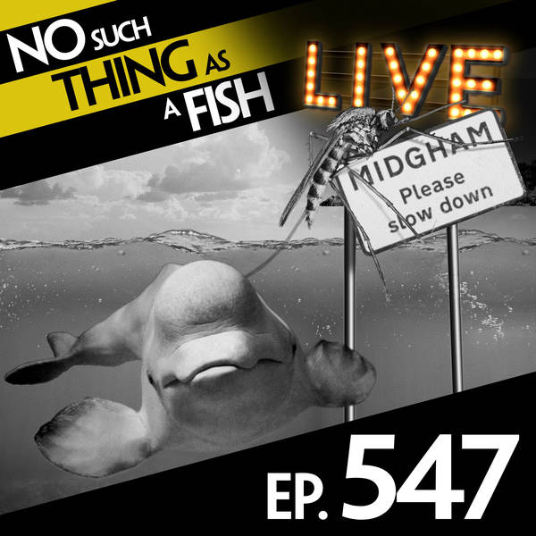 547: No Such Thing As A Mystic Beluga