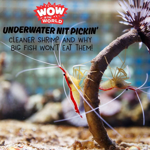 Underwater Nit-Pickin': Cleaner Shrimp And Why Big Fish Won't Eat Them (Encore)