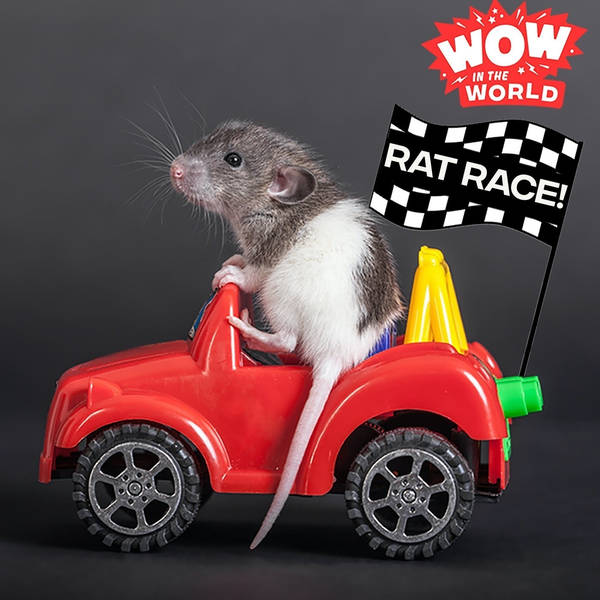 Rat Race!