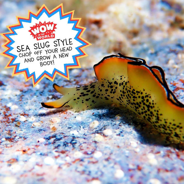 Sea Slug Style: Chop Off Your Head And Grow A New Body!
