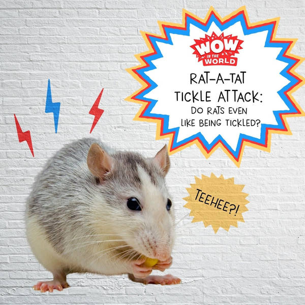 Rat-A-Tat Tickle Attack: Do Rats Even Like Being Tickled?