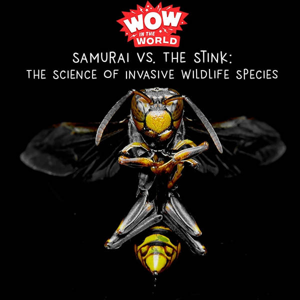 Samurai Vs. The Stink: The Science of Invasive Wildlife Species