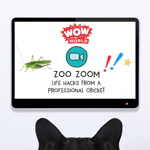 Zoo Zoom Famous: Life Hacks From A Professional Cricket