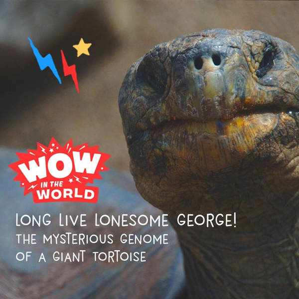Long Live Lonesome George! - The Mysterious Genome Of A Giant Tortoise