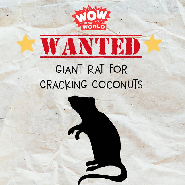 WANTED: Giant Rat For Cracking Coconuts