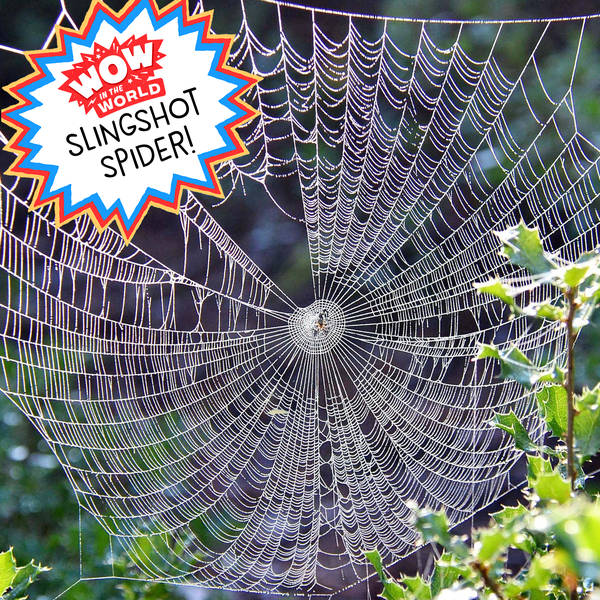 Slingshot Spider (Encore - 9/6/21)