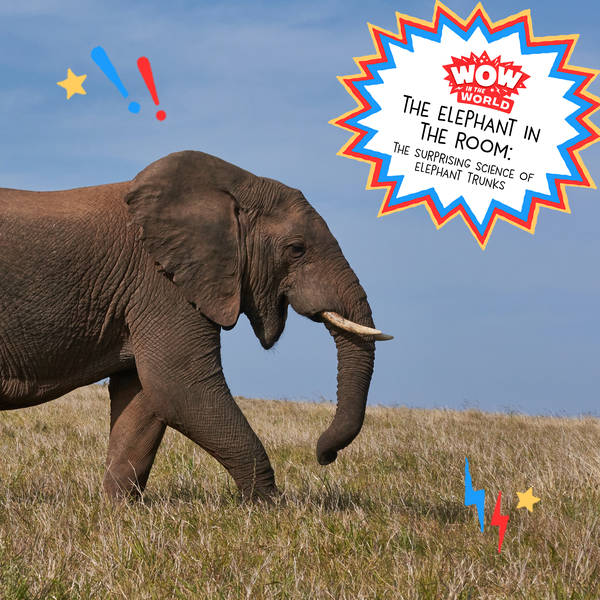 Elephant In The Room: The Surprising Science of Elephant Trunks