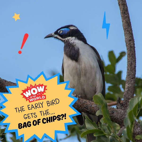 The Early Bird Gets The...Bag Of Chips?!