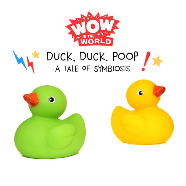Duck Duck Poop! - A Tale Of Symbiosis (encore)
