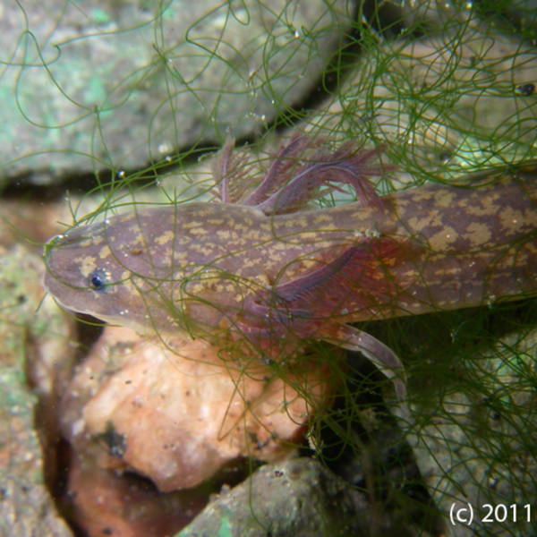 The Mystery of the Barton Springs Salamander with Dr. Hayley Gillespie