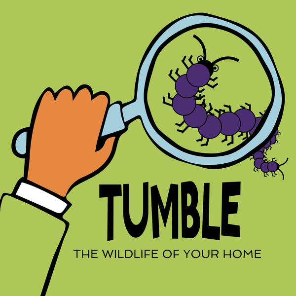 Announcing The Wildlife Of Your Home Podcourse!