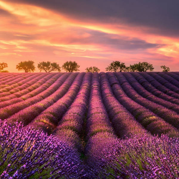 Relax Music - Lavender Backgrounds