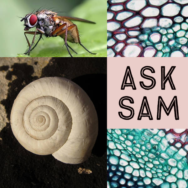 Ask Sam: Trichomes, Bug hair, Bug Tumors, & Mollusk Shells