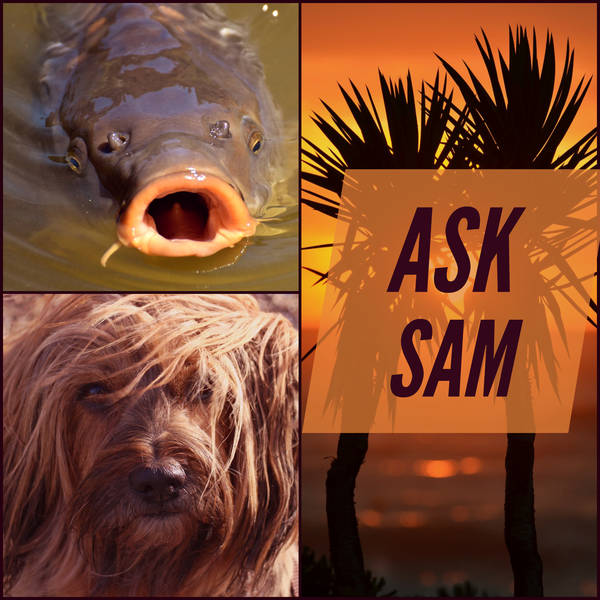 Ask Sam: Hair of the Dog, Walking Fish and the Truth About Palm Trees