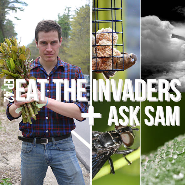 Eat the Invaders & Ask Sam