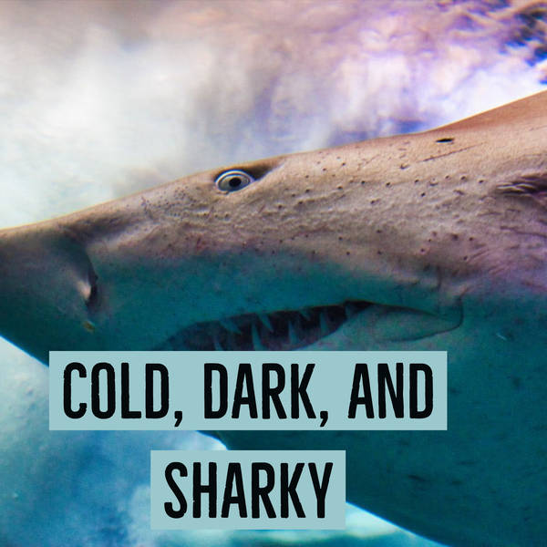 Cold, Dark, and Sharky
