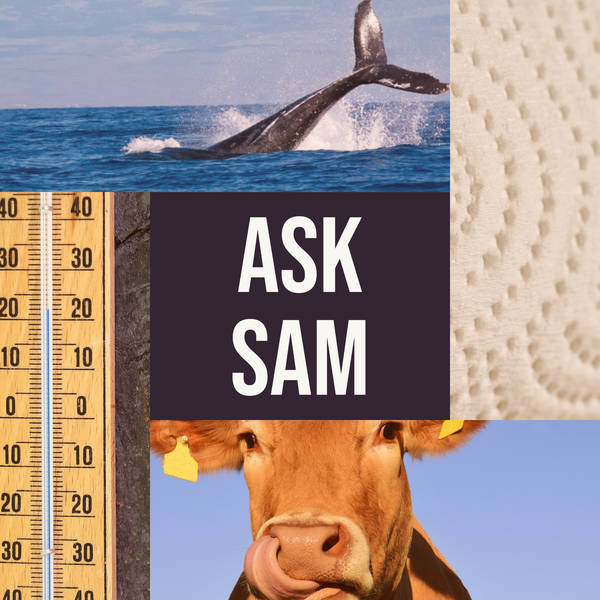 Ask Sam: Bidets the Day