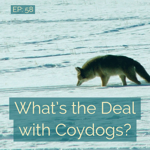 What's the Deal with Coydogs?