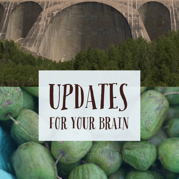 Updates For Your Brain