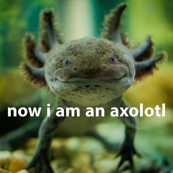 Now I am an Axolotl