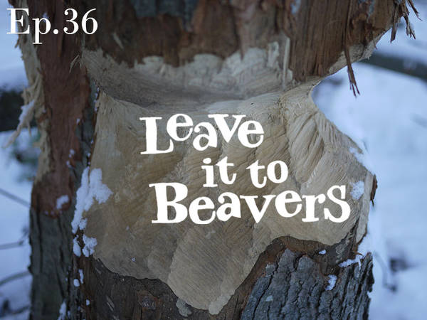 Leave it to Beavers
