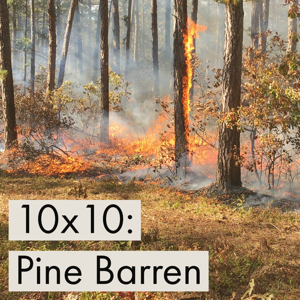 10x10 - Pine Barren