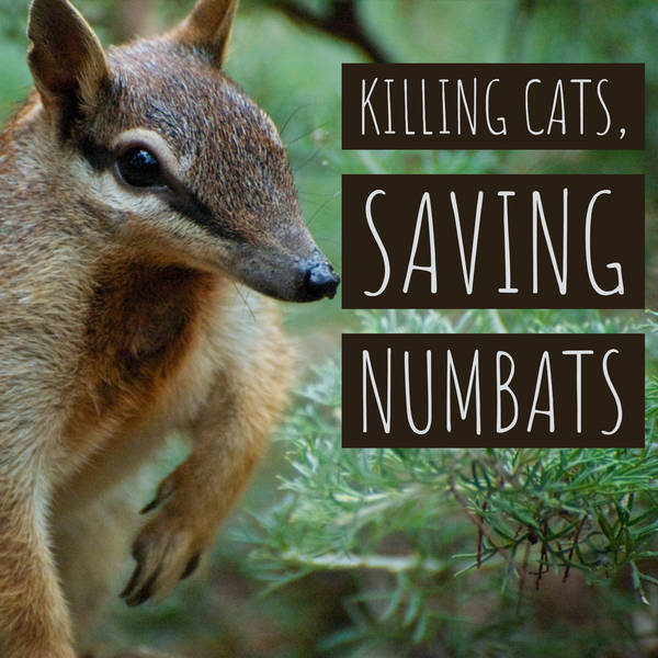 Killing Cats, Saving Numbats