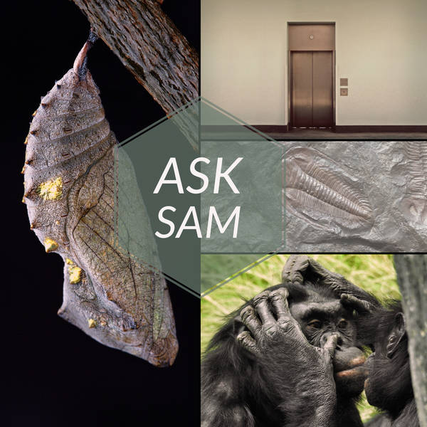 Ask Sam: Caterpillar Legs, Living Fossils, & Sam Ruins Edison Bulbs