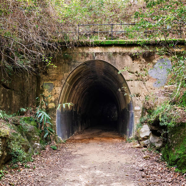 Micro Bats, Dularcha Railway Tunnel, Mooloolah, Queensland, Australia on 15th August 2023 – by Glenn Legge