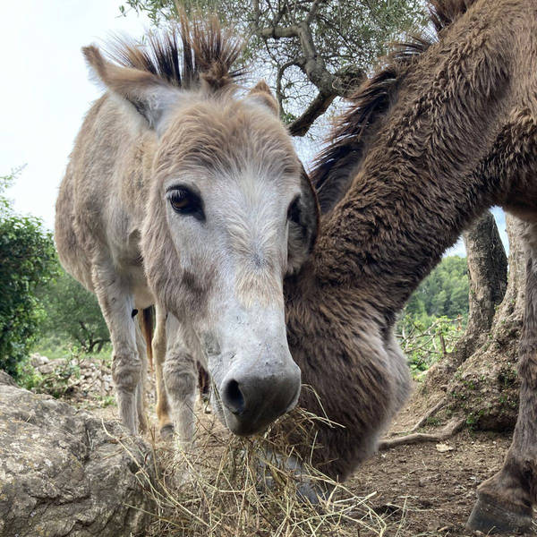 Donkeys in Dol, Hvar, Croatia on 29th May 2024 – by Mira Burt-Wintonick