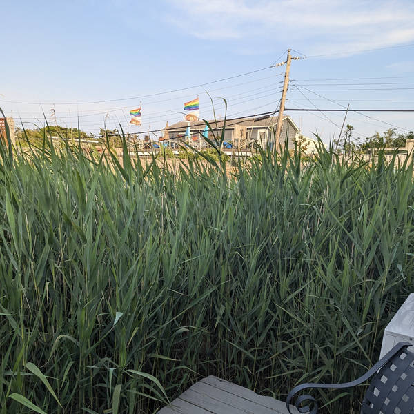 Bamboo in the wind, Fire Island, New York, USA in June 2024 – by Will Coley