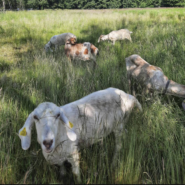 Goats – protected landscape managers on 5th June, 2024, in Pervalka, Lithuania – by Vaida Pilibaitytė