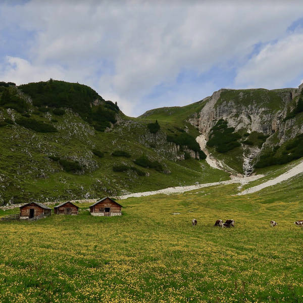 Cowbells, Dolomites, Italy in early July 2024 – by Alex Lewis