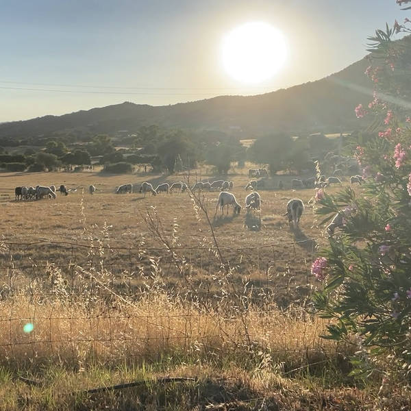 Symphony of sheep bells, near Telti, Sardinia on 10th July 2022 – by Samantha Hodder