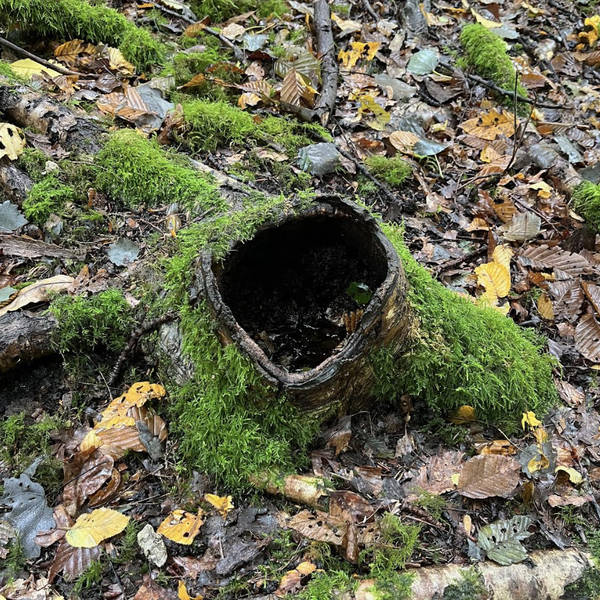 Marking the Autumn Equinox by a stream in Epping Forest, 22nd September 2024 – by Talia Randall