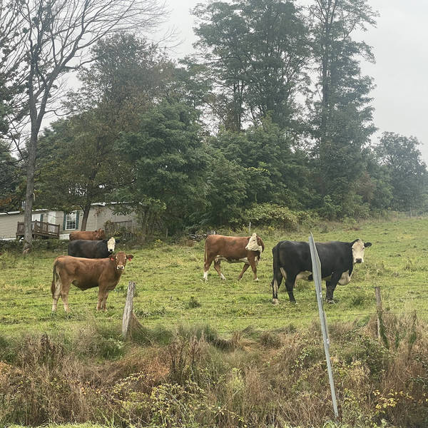 Two cows in conversation, Eagle Bridge, New York, USA in late September 2024 – by Lu Olkowski