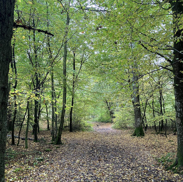 Falling leaves and light rain in Brede High Woods, East Sussex, UK on 26th October 2024 – by Cesar Gimeno Lavin