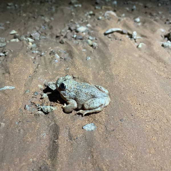 Toad chorus, Canyonlands National Park, Utah, USA on 25th June 2021 – by Neroli Price