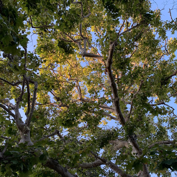 Feral Parrots, Los Angeles, USA on 30th July 2021 – by Jackson Roach