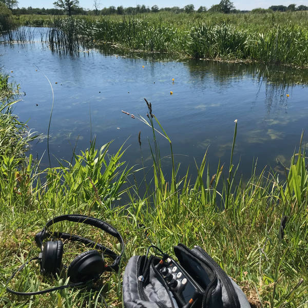 Aquatic insects and plant photosynthesis, River Waveney, UK in May 2020 – by Tom Fisher