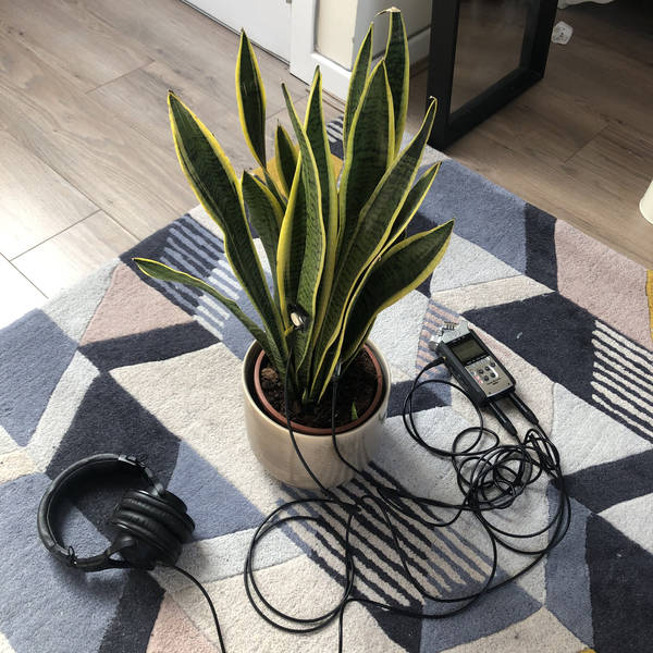Drinking Snake Plant, London, UK on 21st March 2021 at midday – by Eleanor McDowall