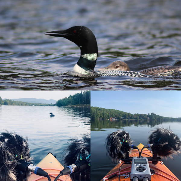 Kayaking with loons, Adirondack mountains, Upstate New York, USA in August – by Sean Johnson