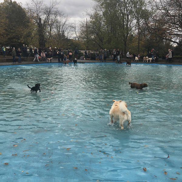 Doggy Splash, Streatham, London, UK on 6th November 2021 – by Martin Zaltz Austwick