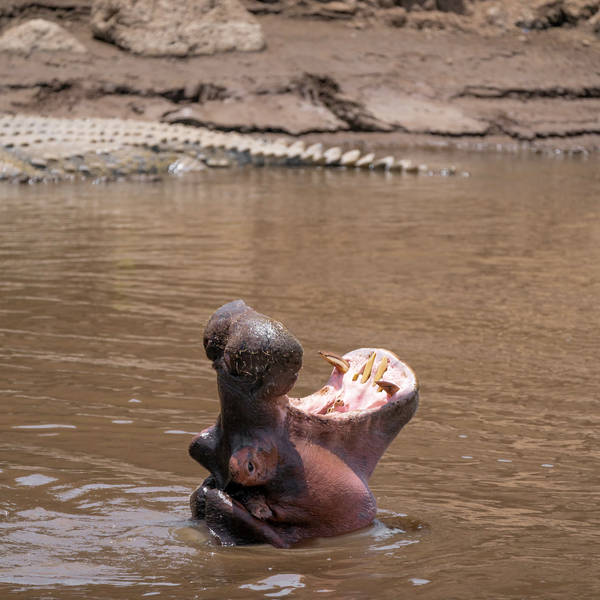 Hippos at water hole, Tsavo National Park, Kenya in 2020 – by George Vlad