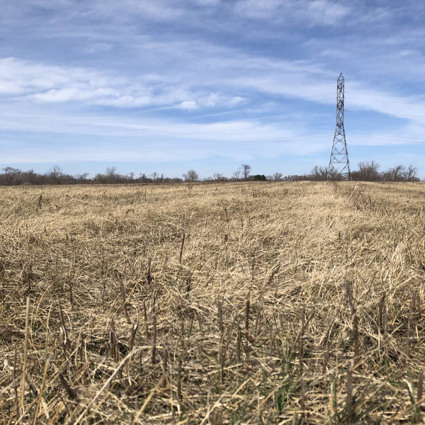 Signs of spring on the prairie, Crete, Illinois, USA on 13th March 2021 – by Dennis Funk