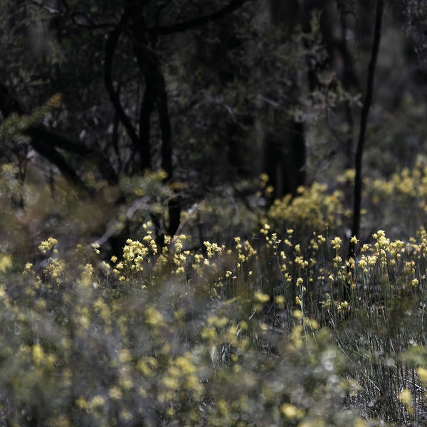 Midday, Wellsford State Forest, Wellsford, Victoria, Australia on 5th November 2021 – by Jon Tjhia