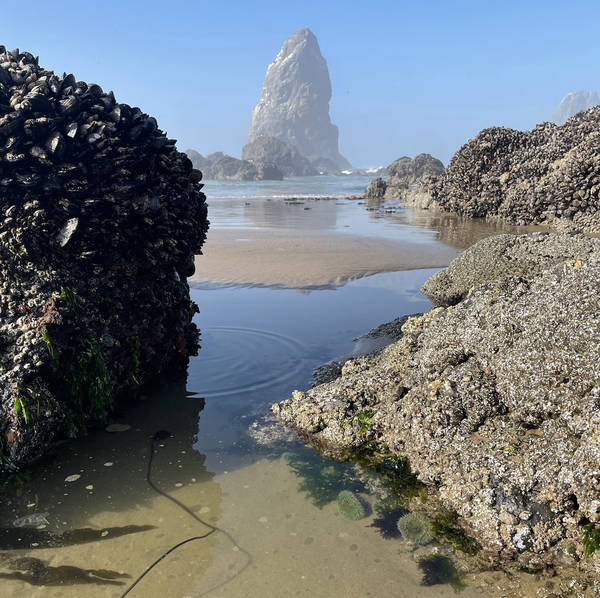 Tide pool, Oswald West State Park, Arch Cape, Oregon, USA in August 2021 – by Jason Hovatter